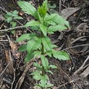 Eupatorium cannabinum L.Eupatorium cannabinum L.