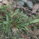 Rumex acetosella L.Rumex acetosella L.