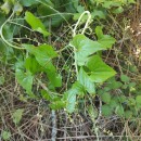 Dioscorea communis (L.) Caddick & WilkinDioscorea communis (L.) Caddick & Wilkin