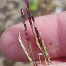 Mibora minima (L.) Desv.Mibora minima (L.) Desv.
