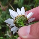 Leucanthemum pluriflorum PauLeucanthemum pluriflorum Pau