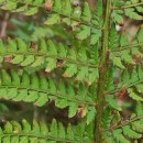 Polystichum setiferum (Forssk.) Woyn.Polystichum setiferum (Forssk.) Woyn.