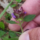 Prunella vulgaris L.Prunella vulgaris L.
