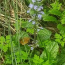 Ajuga reptans L.Ajuga reptans L.