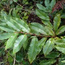 Castanea sativa Mill.Castanea sativa Mill.