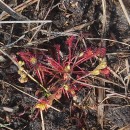 Drosera intermedia HayneDrosera intermedia Hayne