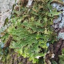 Lobaria pulmonaria (L.) Hoffm. 1796Lobaria pulmonaria (L.) Hoffm. 1796