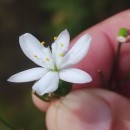 Simethis mattiazzii (Vand.) Sacc.Simethis mattiazzii (Vand.) Sacc.