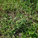 Rumex pulcher L. subsp. woodsii (De Not.) Arcang.Rumex pulcher L. subsp. woodsii (De Not.) Arcang.