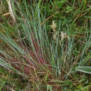 Corynephorus canescens (L.) Beauv.Corynephorus canescens (L.) Beauv.