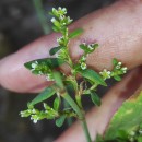 Polygonum aviculare L. subsp. aviculare .Polygonum aviculare L. subsp. aviculare .