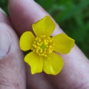 Ranunculus repens L.Ranunculus repens L.