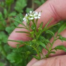 Cardamine flexuosa With.Cardamine flexuosa With.