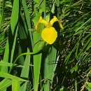 Iris pseudacorus L.Iris pseudacorus L.