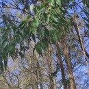 Eucalyptus obliqua L'Hér.Eucalyptus obliqua L'Hér.