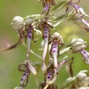 Himantoglossum hircinum (L.) Spreng.Himantoglossum hircinum (L.) Spreng.