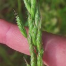 Bromus hordeaceus  L.Bromus hordeaceus  L.