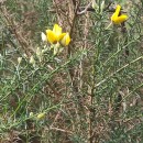 Ulex europaeus L. subsp. latebracteatus (Mariz) Rothm.Ulex europaeus L. subsp. latebracteatus (Mariz) Rothm.