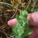 Hypericum elodes L.Hypericum elodes L.