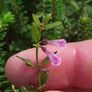 Scutellaria minor Huds.Scutellaria minor Huds.