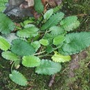 Stachys officinalis (L.) Trevis.Stachys officinalis (L.) Trevis.