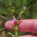 Scutellaria minor Huds.Scutellaria minor Huds.