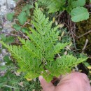 Davallia canariensis (L.) Sm.Davallia canariensis (L.) Sm.