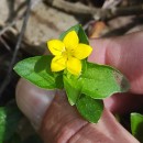Lysimachia nemorum L.Lysimachia nemorum L.