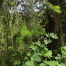 Pseudotsuga menziesii (Mirb.) FrancoPseudotsuga menziesii (Mirb.) Franco