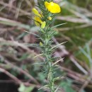 Ulex gallii Planch. subsp. galliiUlex gallii Planch. subsp. gallii