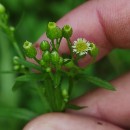 Erigeron canadensis L.Erigeron canadensis L.