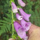 Digitalis purpurea L.Digitalis purpurea L.