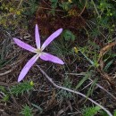 Colchicum montanum L.Colchicum montanum L.