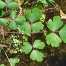 Aquilegia vulgaris L.Aquilegia vulgaris L.