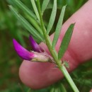 Vicia sativa L. subsp. nigra Ehrh.Vicia sativa L. subsp. nigra Ehrh.