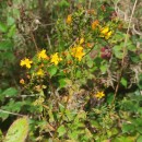 Hypericum undulatum Schousb. ex Willd.Hypericum undulatum Schousb. ex Willd.
