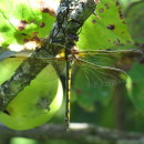 Oxygastra curtisii (Dale, 1834)Oxygastra curtisii (Dale, 1834)