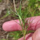 Isolepis fluitans (L.) R.Br.Isolepis fluitans (L.) R.Br.
