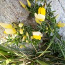 Cytisus commutatus (Willk.) Briq.Cytisus commutatus (Willk.) Briq.