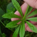 Galium aparine L.Galium aparine L.