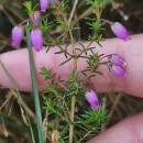 Erica cinerea L.Erica cinerea L.