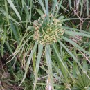 Cyperus alternifolius L. subsp. flabelliformis Kük.Cyperus alternifolius L. subsp. flabelliformis Kük.