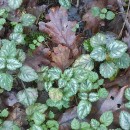 Lamium galeobdolon (L.) Crantz subsp. argentatum (Smejkal) J.Duvign.Lamium galeobdolon (L.) Crantz subsp. argentatum (Smejkal) J.Duvign.