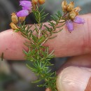 Erica cinerea L.Erica cinerea L.