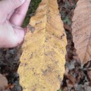 Castanea sativa Mill.Castanea sativa Mill.