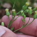 Erigeron sumatrensis Retz.Erigeron sumatrensis Retz.