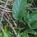 Scrophularia auriculata L.Scrophularia auriculata L.