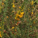 Ulex gallii Panch. subsp. breoganii (Castrov. & Valdés Berm.) Rivas Mart., T.E. Díaz, Fern. Prieto, Loidi & PenasUlex gallii Panch. subsp. breoganii (Castrov. & Valdés Berm.) Rivas Mart., T.E. Díaz, Fern. Prieto, Loidi & Penas