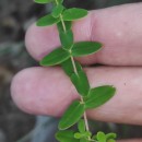 Hypericum pulchrum L.Hypericum pulchrum L.