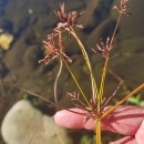 Cyperus longus L.Cyperus longus L.